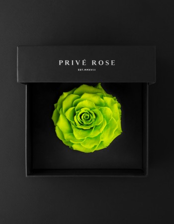 وردة طبيعية دائمة أخضر فاتح بريفي روز PRL-GRE5 وردة طبيعية دائمة أخضر فاتح بريفي روز PRL-GRE5