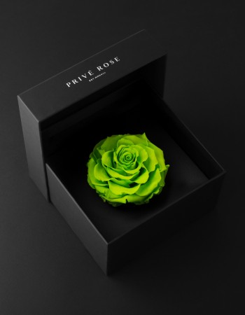 وردة طبيعية دائمة أخضر فاتح بريفي روز PRL-GRE5 وردة طبيعية دائمة أخضر فاتح بريفي روز PRL-GRE5