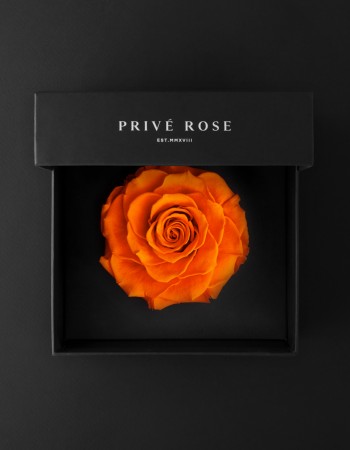 وردة طبيعية دائمة برتقالي بريفي روز PRL-ORA2 وردة طبيعية دائمة برتقالي بريفي روز PRL-ORA2