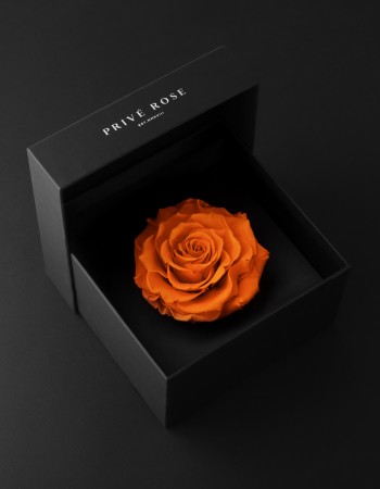 وردة طبيعية دائمة برتقالي بريفي روز PRL-ORA2 وردة طبيعية دائمة برتقالي بريفي روز PRL-ORA2