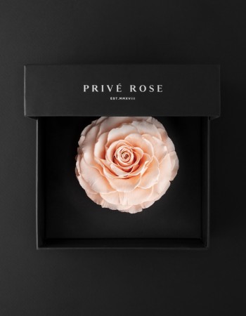 وردة طبيعية دائمة خوخي بريفي روز PRL-PEA1 وردة طبيعية دائمة خوخي بريفي روز PRL-PEA1