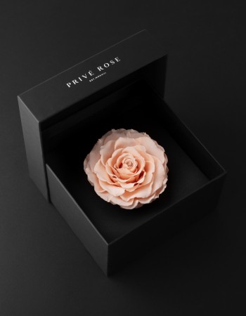 وردة طبيعية دائمة خوخي بريفي روز PRL-PEA1 وردة طبيعية دائمة خوخي بريفي روز PRL-PEA1