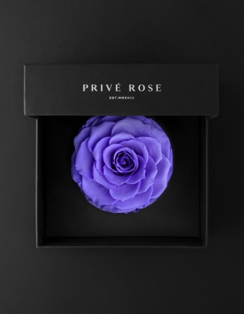 وردة طبيعية دائمة بنفسجي فاتح بريفي روز PRL-VIO1 وردة طبيعية دائمة بنفسجي فاتح بريفي روز PRL-VIO1