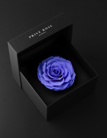 وردة طبيعية دائمة بنفسجي فاتح بريفي روز PRL-VIO1 وردة طبيعية دائمة بنفسجي فاتح بريفي روز PRL-VIO1