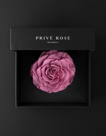 وردة طبيعية دائمة وردي بريفي روز PRL-VIO2 وردة طبيعية دائمة وردي بريفي روز PRL-VIO2