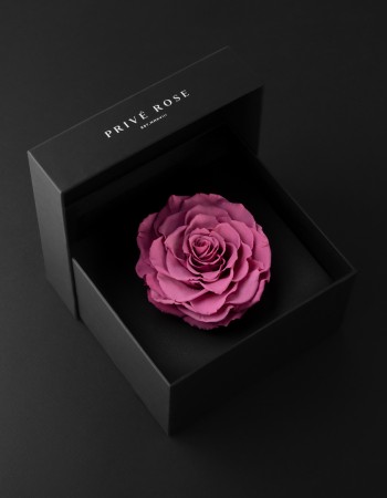 وردة طبيعية دائمة وردي بريفي روز PRL-VIO2 وردة طبيعية دائمة وردي بريفي روز PRL-VIO2