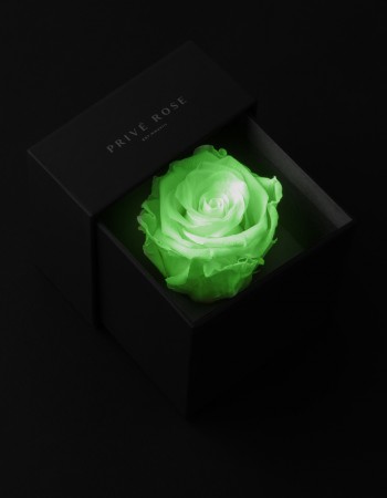 وردة طبيعية دائمة مضيئة ميني بريفي روز PRS-GL1 وردة طبيعية دائمة مضيئة ميني بريفي روز PRS-GL1