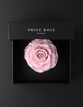 وردة طبيعية دائمة وردي بريفي روز PRP16 وردة طبيعية دائمة وردي بريفي روز PRP16