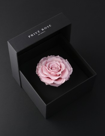 وردة طبيعية دائمة وردي بريفي روز PRP16 وردة طبيعية دائمة وردي بريفي روز PRP16