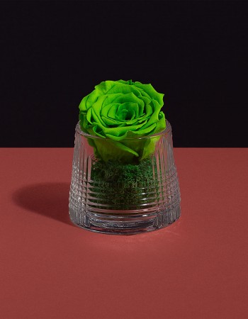 فازة ورد طبيعي دائم اخضر فازة ورد طبيعي دائم اخضر
