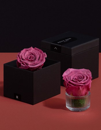 وردة طبيعية دائمة وردي ميني بريفي روز PRS-VIO2 وردة طبيعية دائمة وردي ميني بريفي روز PRS-VIO2