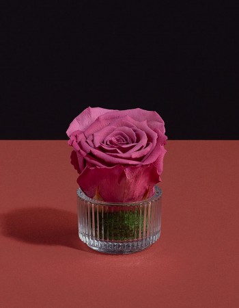 وردة طبيعية دائمة وردي ميني بريفي روز PRS-VIO2 وردة طبيعية دائمة وردي ميني بريفي روز PRS-VIO2