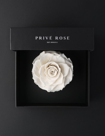 وردة طبيعية دائمة أبيض بريفي روز PRW11 وردة طبيعية دائمة أبيض بريفي روز PRW11