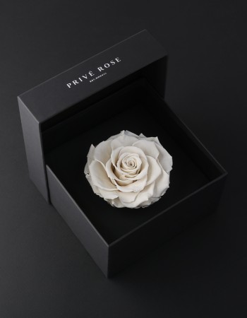 وردة طبيعية دائمة أبيض بريفي روز PRW11 وردة طبيعية دائمة أبيض بريفي روز PRW11