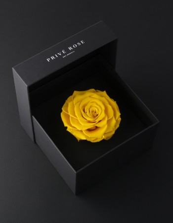 وردة طبيعية دائمة أصفر بريفي روز PRY15 وردة طبيعية دائمة أصفر بريفي روز PRY15